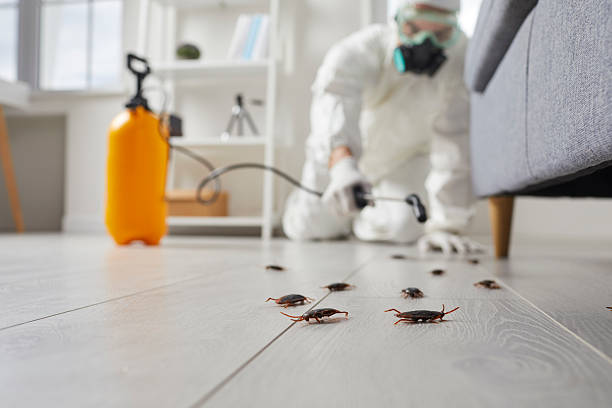 Commercial Kitchen Cockroach Control in Crest Hill